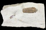 Detailed, Long Kainops Trilobite - Oklahoma #134217-1